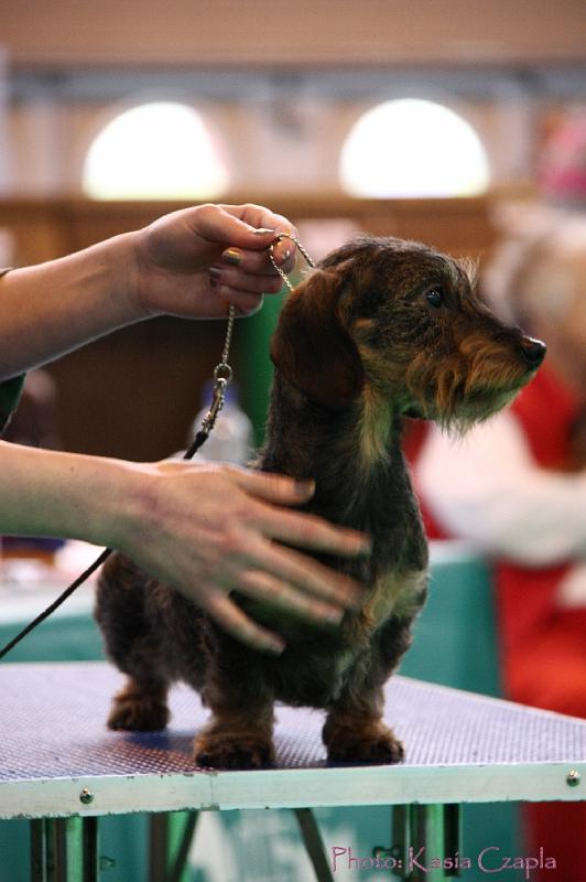 Crufts2011_2 1162.jpg